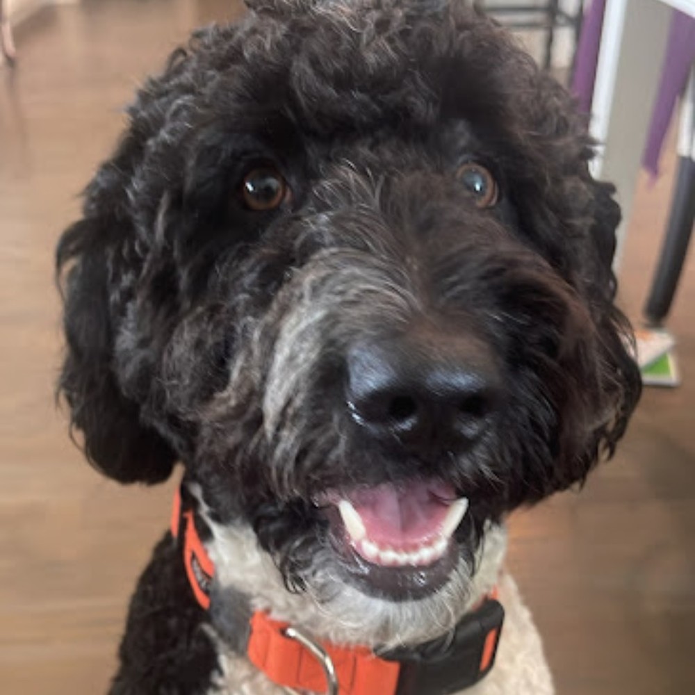 Meet your Posher, Mia